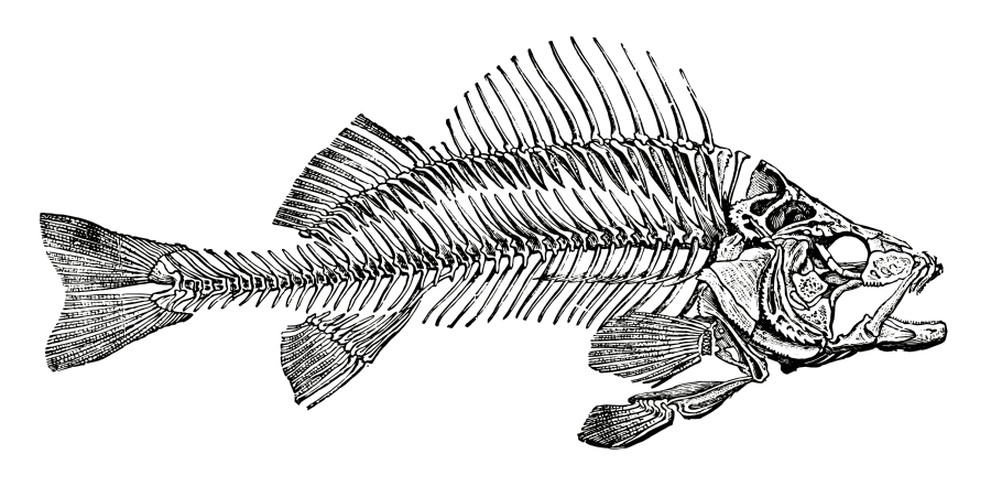 Yellow Fish